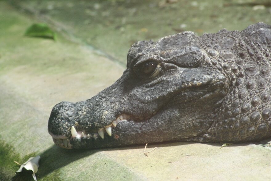 Krokodil grillen