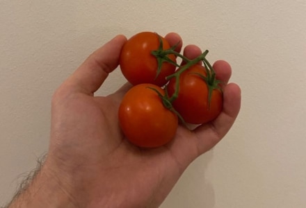 Tomaten Entsafter